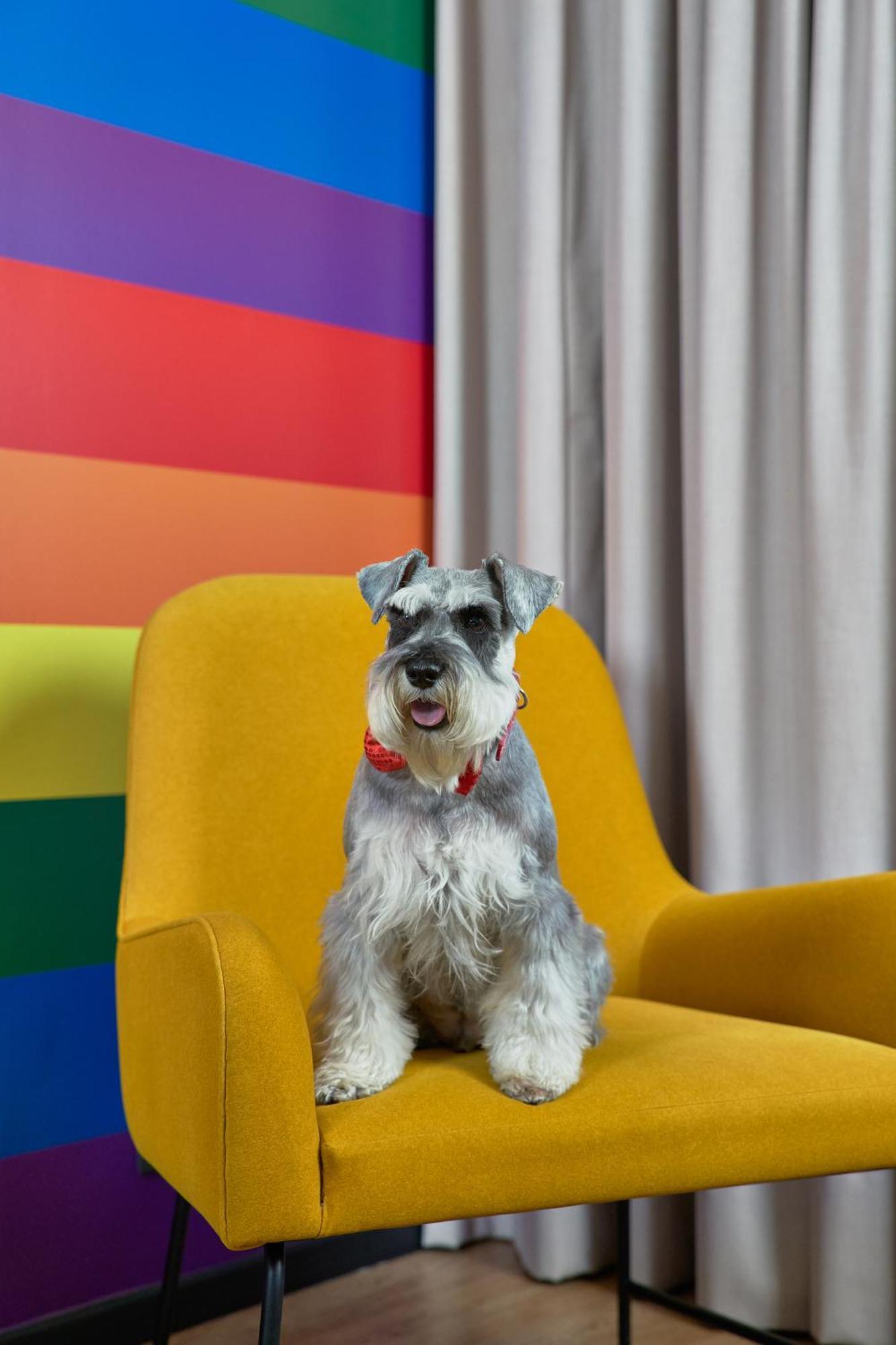 Pullman Santiago Vitacura מראה חיצוני תמונה Schnauzer